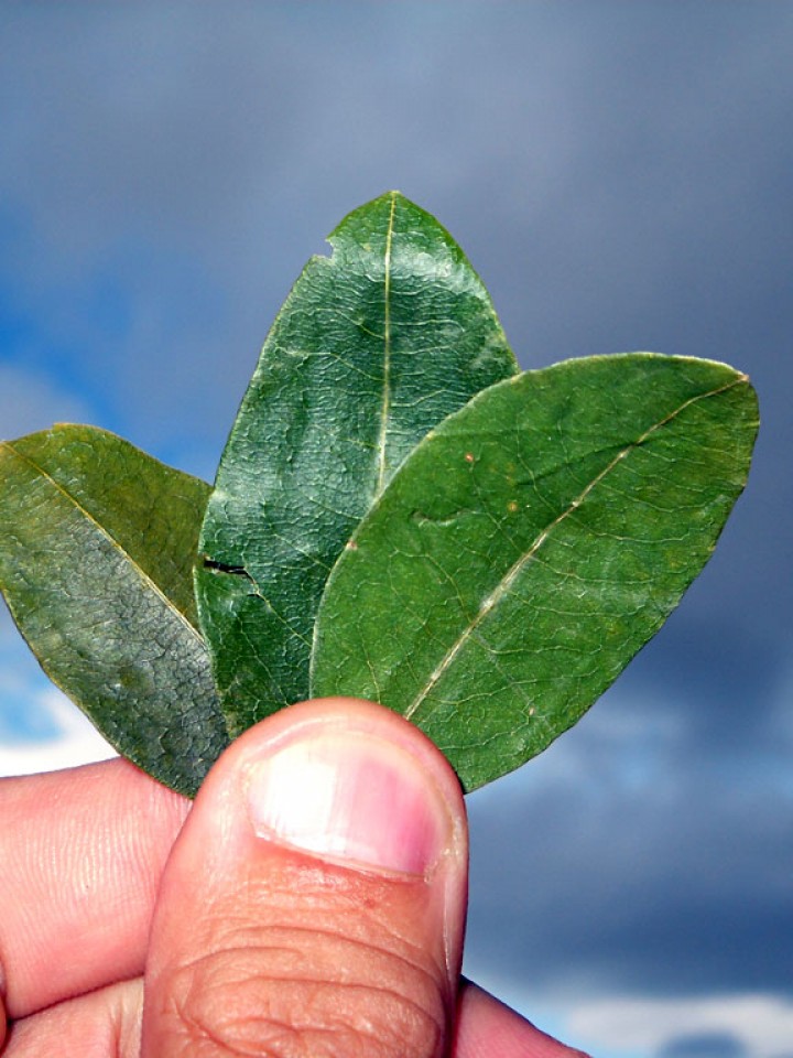 Lucio Cornejo médico que Explora Nuestras Raíces a Través de la Hoja de Coca